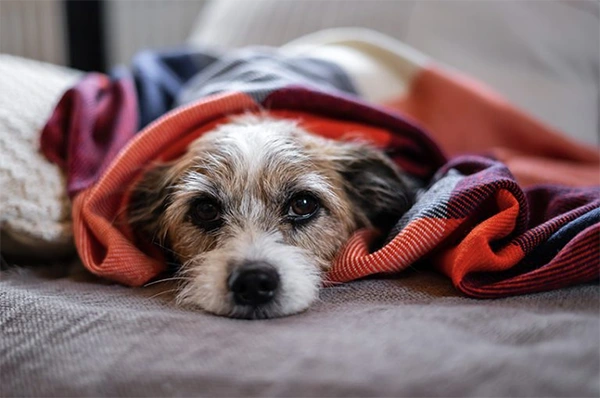 Digestive inflammation in dogs