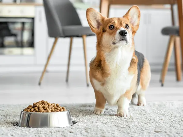 Healthy dog